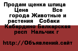 Продам щенка шпица.  › Цена ­ 15 000 - Все города Животные и растения » Собаки   . Кабардино-Балкарская респ.,Нальчик г.